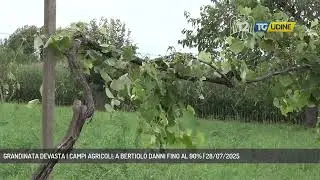 GRANDINATA DEVASTA I CAMPI AGRICOLI: A BERTIOLO DANNI FINO AL 90% | 28/07/2025
