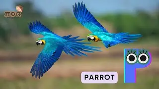 ABC Flying Animals Song for Kids | Learn English and Animals #abcd