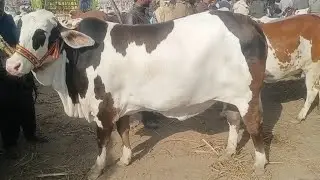Live Bakra mandi | Live cow mandi | Animal Hobby is live!