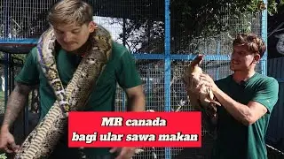 MR canada mai tangkap ayam bagi ular sawa batik makan&hellip;&ldquo;Canadian Friend Feeds Chicken to My Snake!&rdquo;