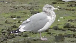 North American Wildlife --- (American) Herring Gull, comparison with Western Gulls