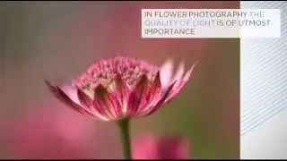 Best  Flower Ever