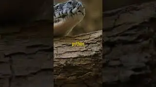 python domestic animals #animals #animalesdomesticos #aquarium #animalessueltos #animales #bug
