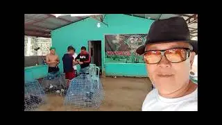 wing banding team WPC+Bailen game farm, shout out 🤣😂@ Ka Sadiq official channel ✌️&hearts;️