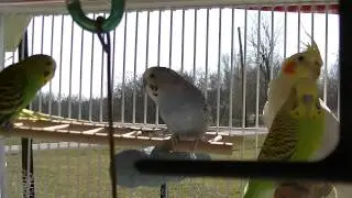 Male Budgies/Parakeets