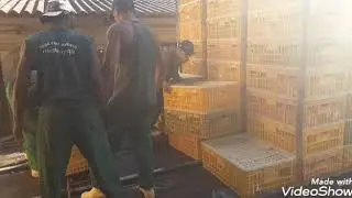Galera do frango: turma do taran fazendo o carregamento i o caminhão saindo na moral motorista EDSON