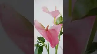 Close up footage of beautiful flower