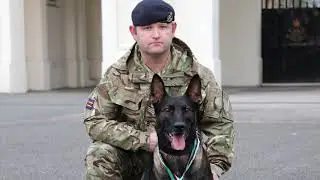 Military Dog Who Tackled al-Qaeda Insurgent Awarded Dickin Medal