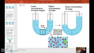 AP Biology Video Review:  Passive Transport