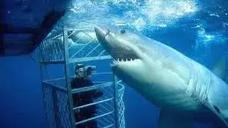 Sharks of Lost Island ★ Wildlife Documentaries HD
