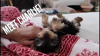 Meet My New Puppy! | Vegan Grocery Haul & Chili recipe | | Bikini prep #51