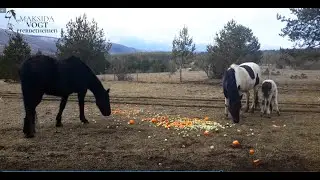 Kolik bei Pferden/Kolloide - Rosenkohl und Orangen - Aufnahmen verschiedene Jahre