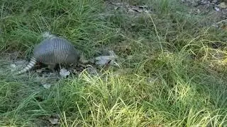Why did the Armadillo cross the road? To get to the Culvert