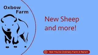 New Sheep!