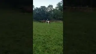 Protection Horse Frank:)