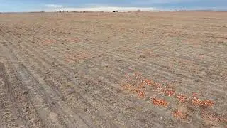 Pumpkinfield   HD 720p