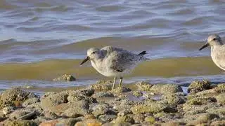 Ruff (Philomachus pugnax) (non-breeding plumage) - pair preening at waters' edge @ Ythan Estuary