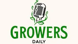 Bindweed vs Cover Crops + Interplanting With Figs
