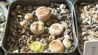 Splitting Lithops