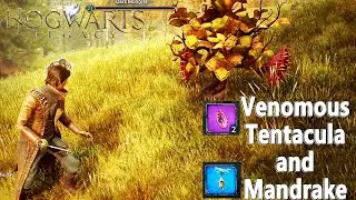 Professor Garlick's Assignment || Venomous Tentacula and Mandrake|| || HOGWARTS LAGACY GAMEPLAY