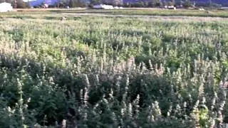 Catnip at sunset