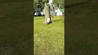 TIMBER FELLING SILVER MAPLE TRUNK #shorts