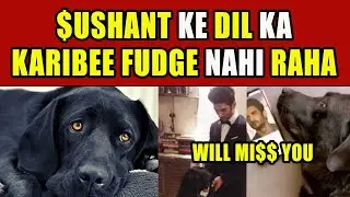 $U$HANT का डॉगी FUDGE भी न'हीं र'हा, FANS बोले $U$HANT के साथ स्वर्ग में हैं
