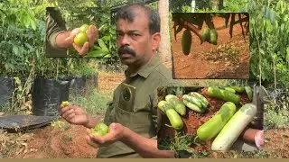 ഇത്രയും പ്ലാന്റുകൾ കഴിയിച്ചു വിളവ് എടുത്തോ | Dm:9446810650,9037257028|Liya garden malappuram