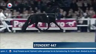 Stendert 447 Hengstenkeuring 2020