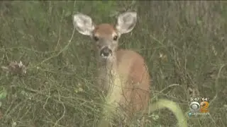 Staten Island Officials Calling For Action About Invasive Species Of Grass