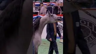 Freedman's Arabian Show Halter Collection