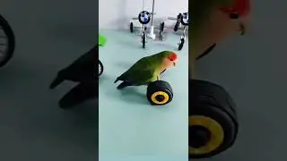 Mitthu#तोता एक चतुर पक्षी# तोता#मिट्टू मिट्ठू# तोते का विडियाँ#parrot video#animals lovers