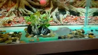 Aggressive Maculatus Piranha finger chasing and feeding