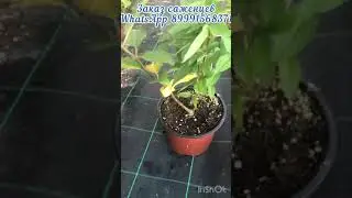 Распберри Пинк 🪴🌸п9;С1;С3