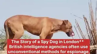 The Story of a Spy Dog in London**  British intelligence agencies often use unconventional
