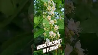 Trees in Spring: Horse chestnuts have SPECTACULAR flowers - perfect for bees 🐝