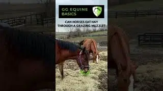 Can a Horse Eat Hay Through a Grazing Muzzle?