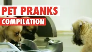 Pet Pranks || Funny Pet Compilation