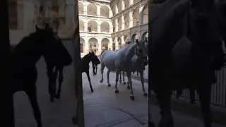 The Lipizzaner Horses.  Kootenai in Vienna