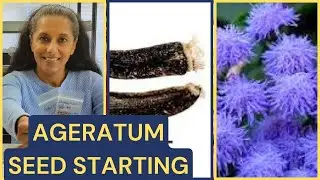 Growing Ageratum From Seed 🌱 Floss Flower Plant Profile