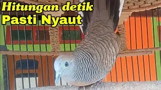 Pancingan perkutut Sekali putar pasti nyaut bikin gacor