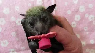 Baby flying-fox with an important message