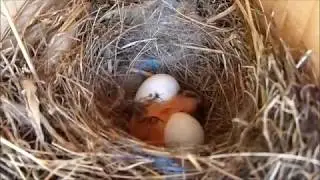 Rotschwänzchen Aufzucht vom Ei zum Jungvogel