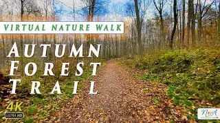4k Virtual Walk - Autumn Forest Walk Trail  in Ontario Canada | Connect with Nature | 4k Nature Walk