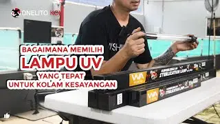 BAGAIMANA MEMILIH LAMPU UV YANG TEPAT untuk kolam kesayangan