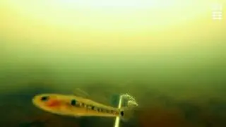 Two-spotted goby close-up