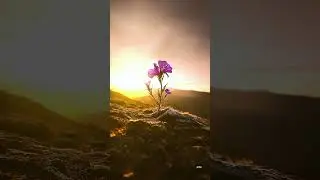 alone flower good look in nature tones #youtubershorts