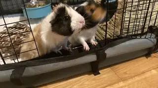 Guinea Pig Asmr