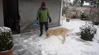 Lovely Golden Retriever Playing in Snow #TheGerry