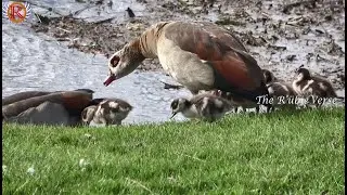 Egyptian Goose, Plumed Whistling Duck with Ducklings